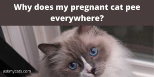 Why Does My Pregnant Cat Pee Everywhere?