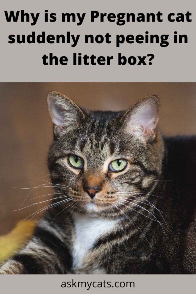 Why is my Pregnant cat suddenly not peeing in the litter box?