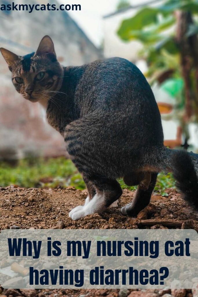 Why is my nursing cat having diarrhea?