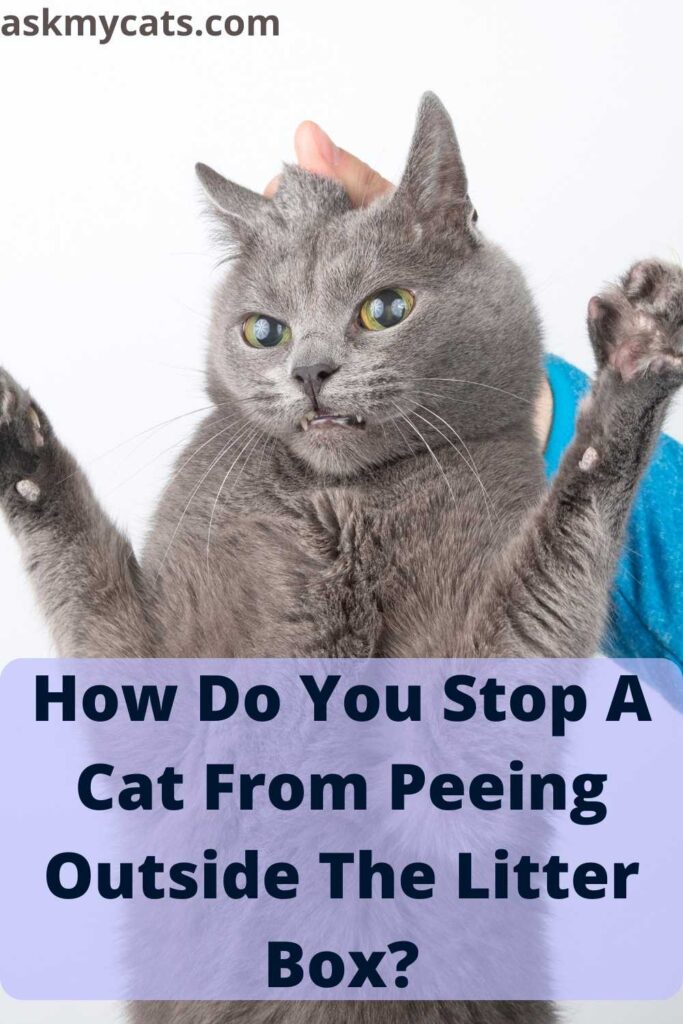 How Do You Stop A Cat From Peeing Outside The Litter Box?