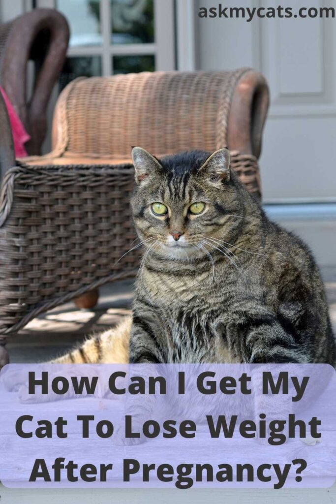 How Can I Get My Cat To Lose Weight After Pregnancy?