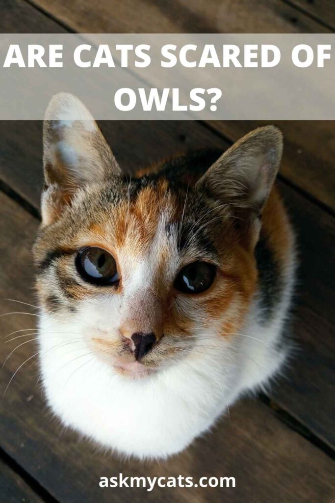 Are Cats Scared Of Owls