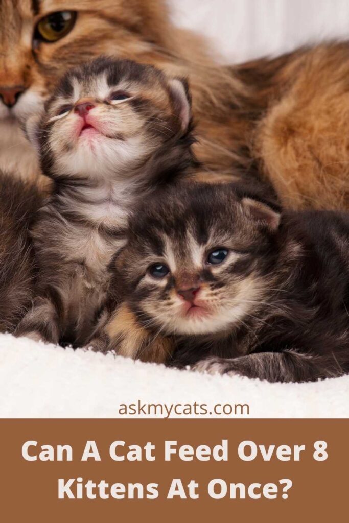 Can A Cat Feed Over 8 Kittens At Once?