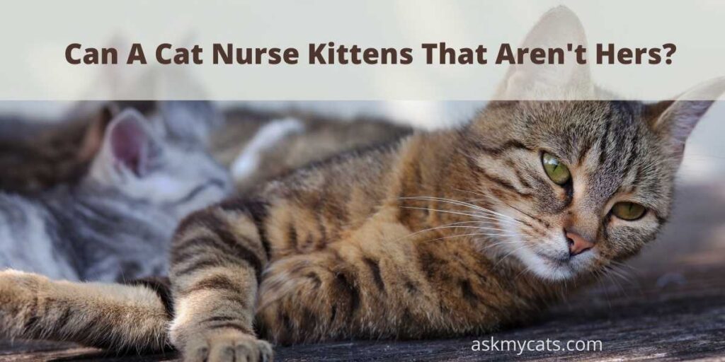 Can A Cat Nurse Kittens That Aren't Hers?