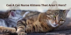 Can A Cat Nurse Kittens That Aren’t Hers?