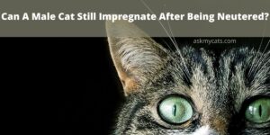 Can A Male Cat Still Impregnate After Being Neutered?