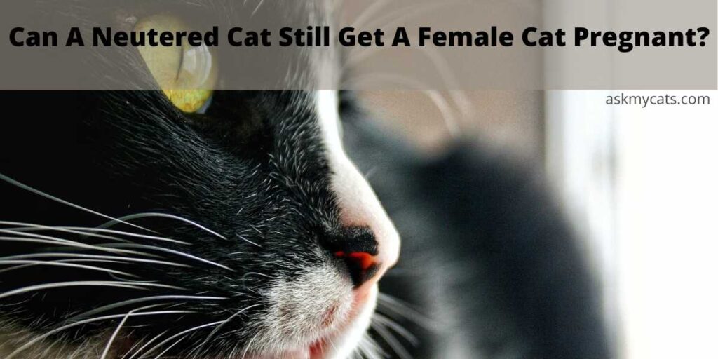 Can A Neutered Cat Still Get A Female Cat Pregnant?