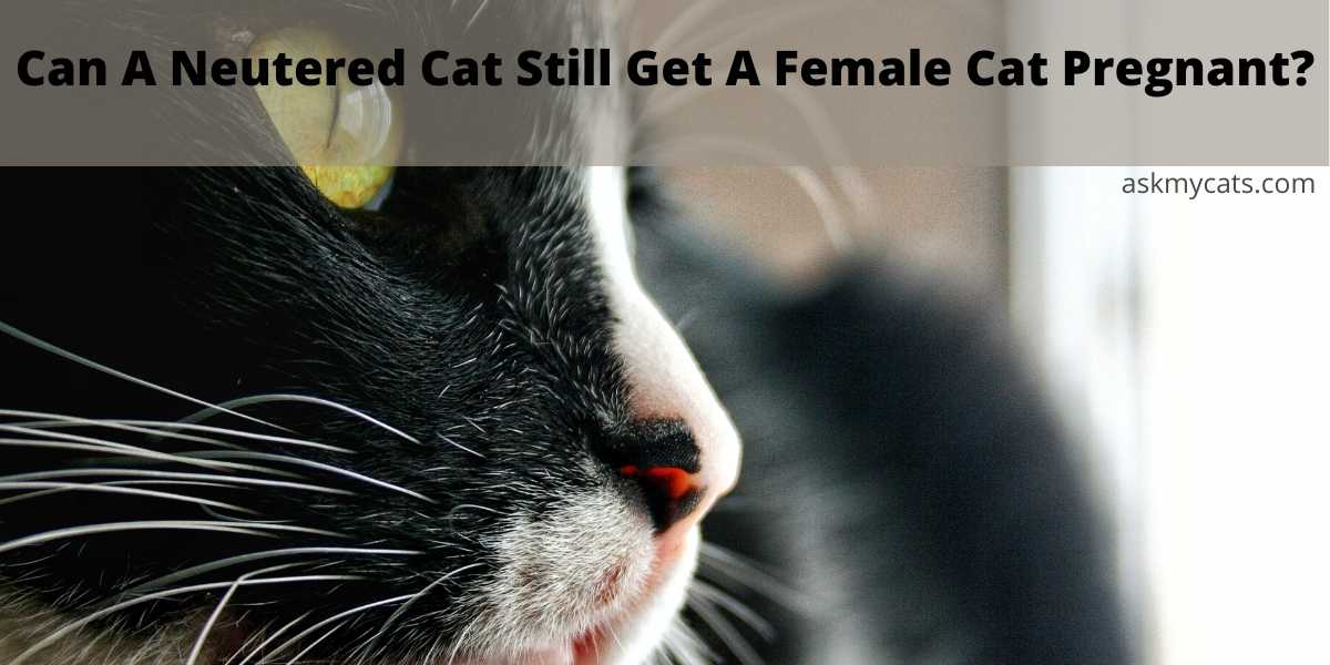 Can A Neutered Male Cat Still Get A Female Pregnant? 