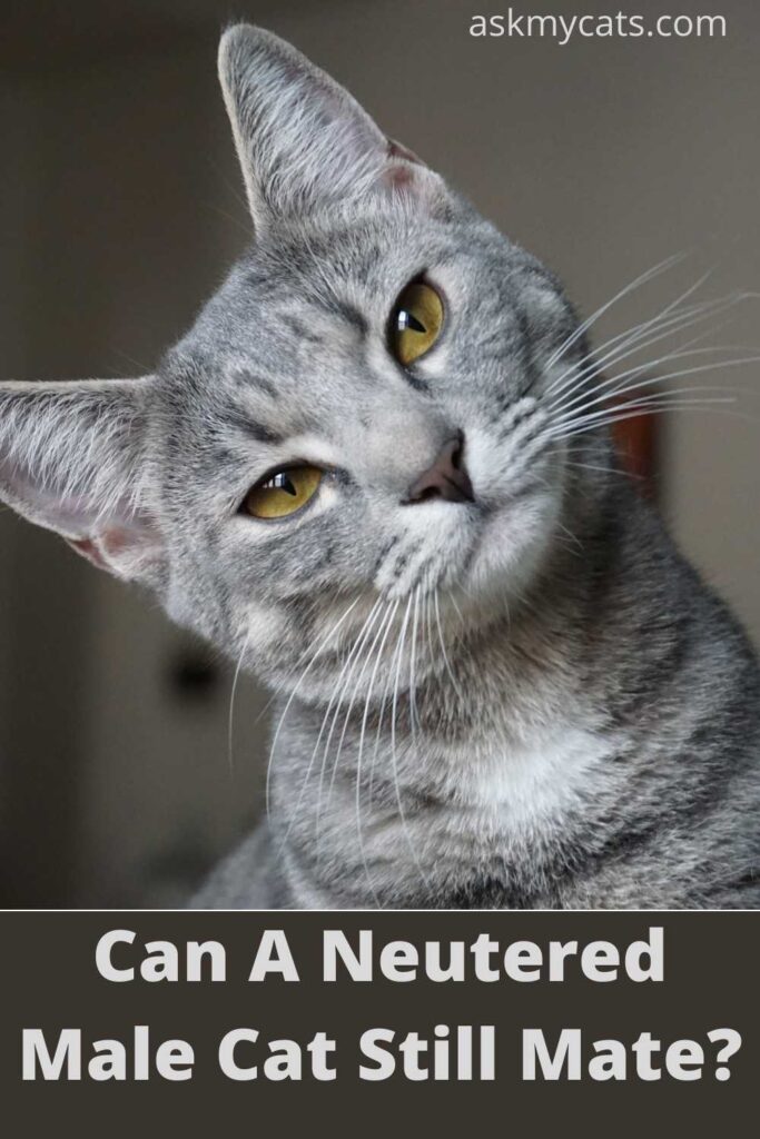 Can A Neutered Male Cat Still Mate?