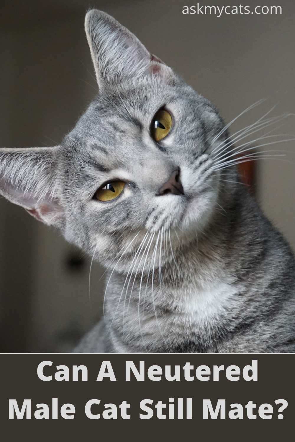 Can A Male Cat Still Impregnate After Being Neutered?