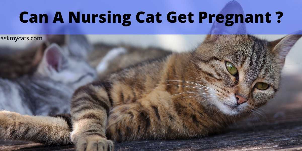 Can A Nursing Cat Get Pregnant?