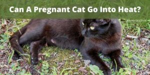 Can A Pregnant Cat Go Into Heat?