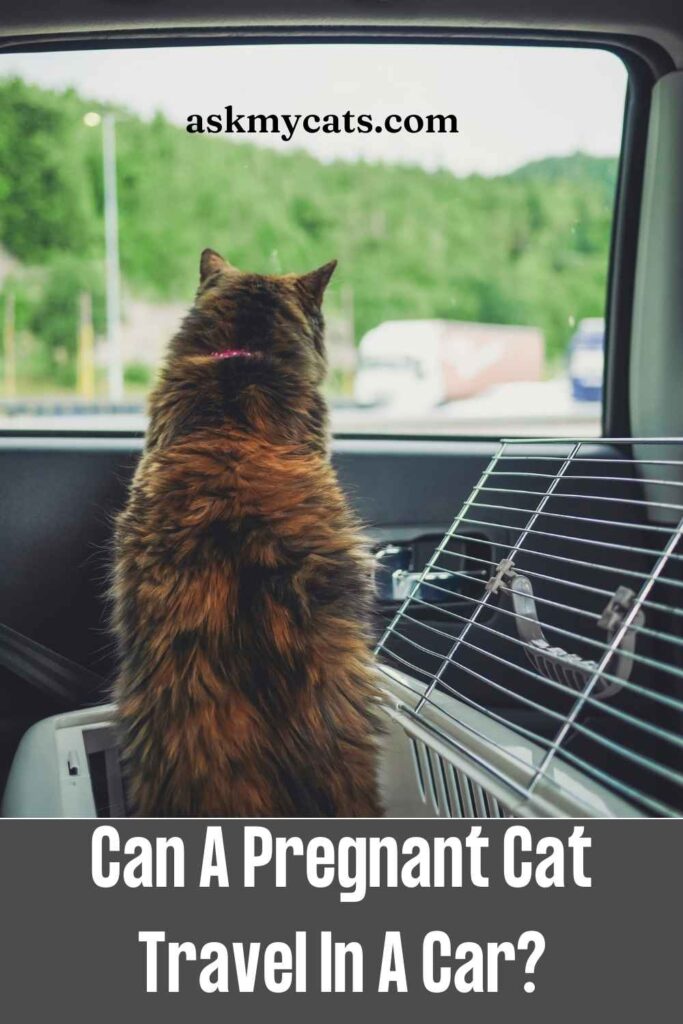 Can A Pregnant Cat Travel In A Car?