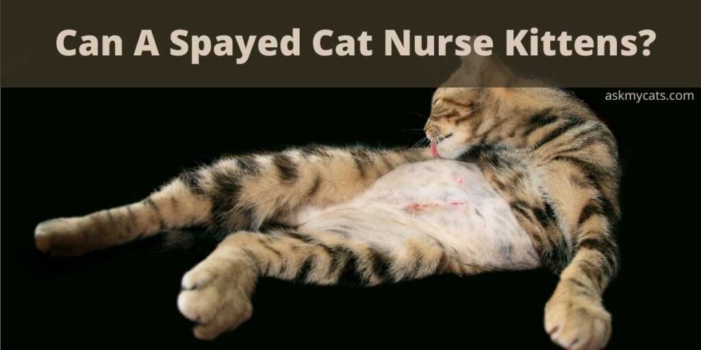 Can A Spayed Cat Nurse Kittens?