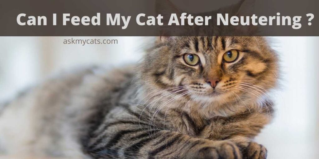 Can I Feed My Cat After Neutering?