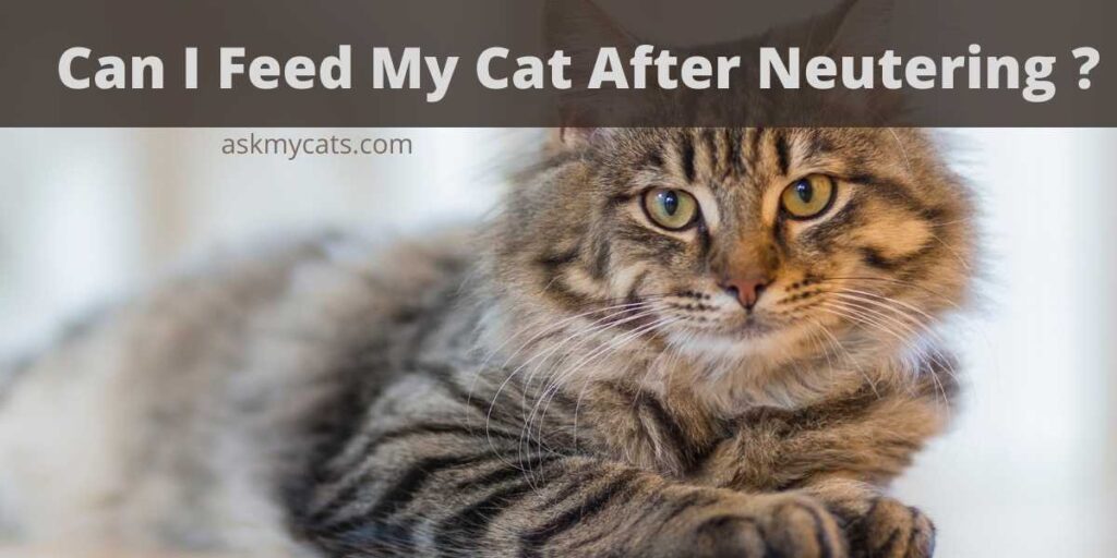 can-i-feed-my-cat-after-neutering-do-s-don-ts