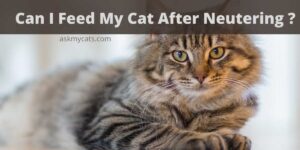 Can I Feed My Cat After Neutering? Do’s & Don’ts