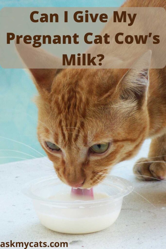 Can I Give My Pregnant Cat Cow’s Milk?