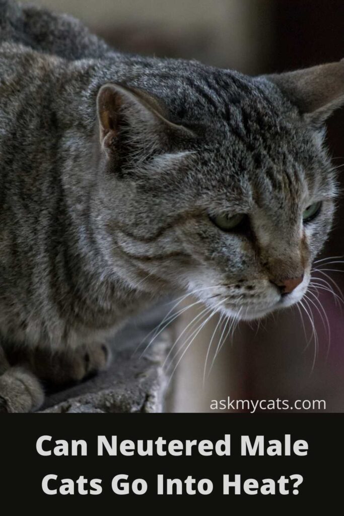 Do male cats go into heat after being hot sale neutered