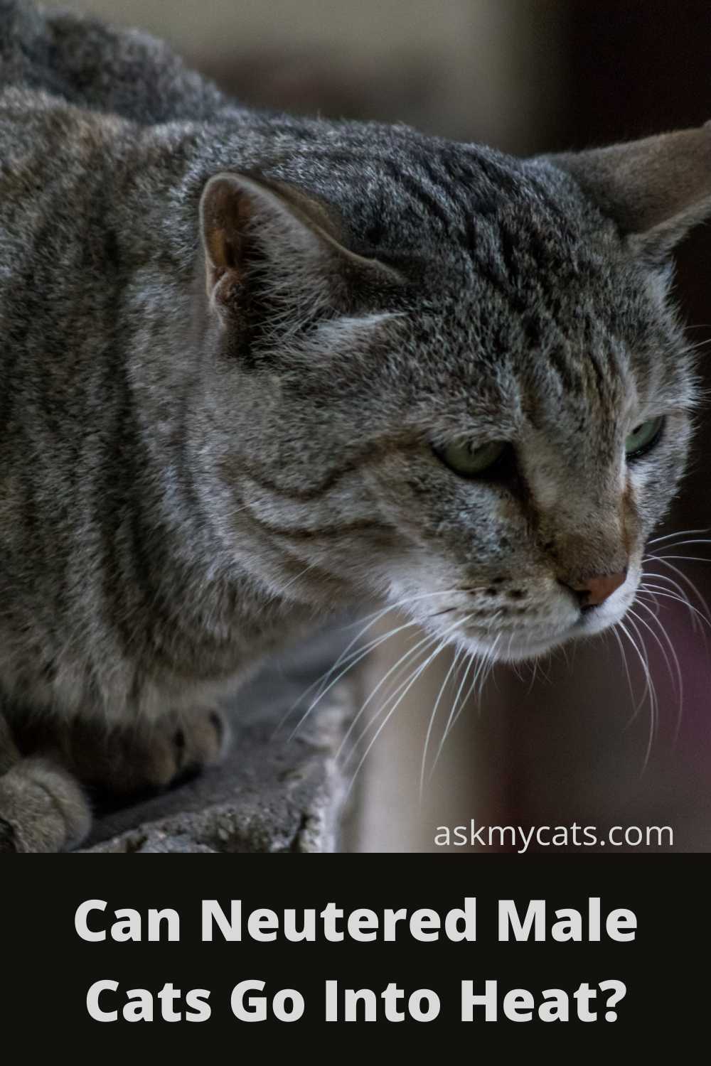 Do Male Cats Go Into Heat After Being Neutered?