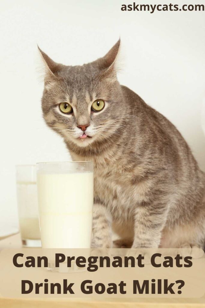 pregnant cat milk