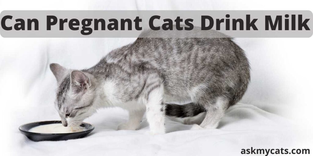 Can Pregnant Cats Drink Milk