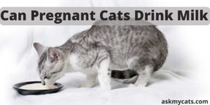 Can Pregnant Cats Drink Milk?