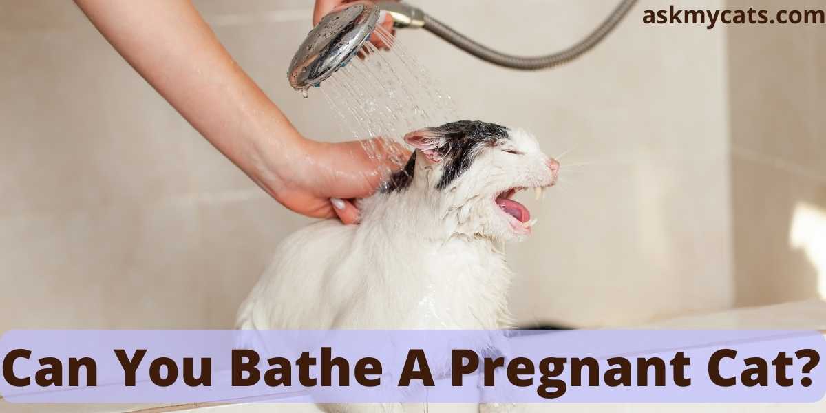 Can You Bathe a Pregnant Cat 