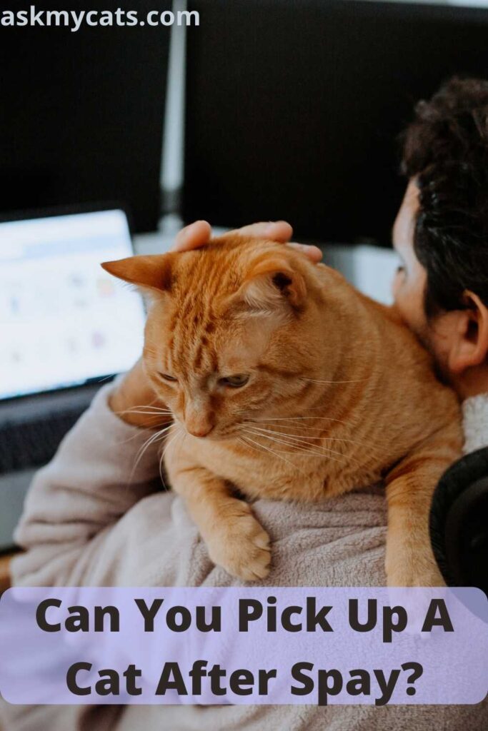 Can You Pick Up A Cat After Spay?