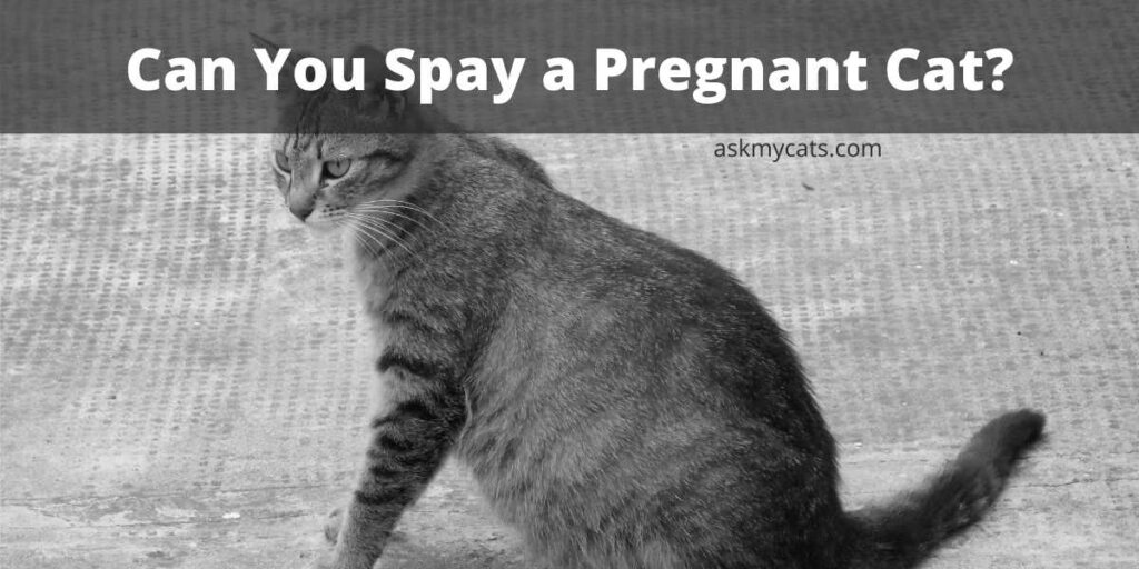 Can You Spay a Pregnant Cat?