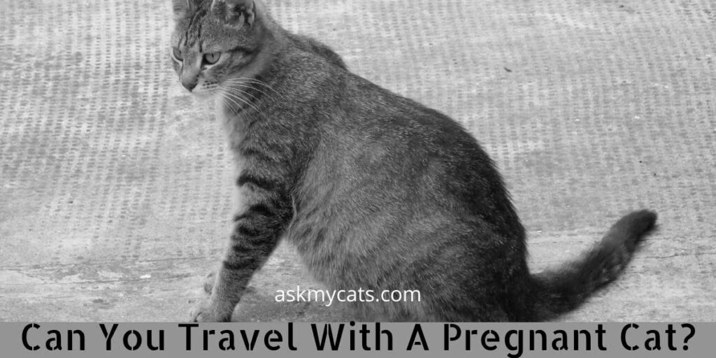 Can You Travel With A Pregnant Cat?