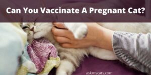 Can You Vaccinate A Pregnant Cat?