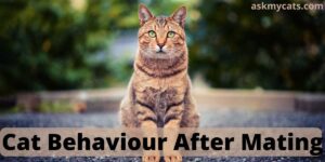 Cat Behavior After Mating: Do Cats Act Differently After Mating?