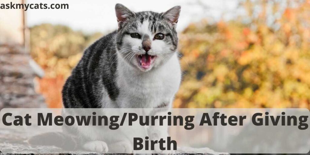 Cat Meowing/Purring After Giving Birth