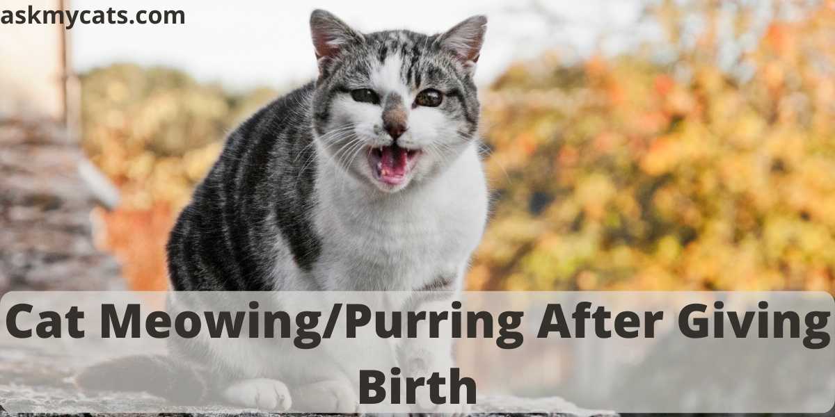 Why Is My Cat Meowing/Purring After Giving Birth?