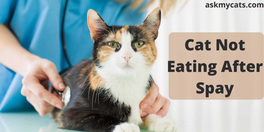 Cat Not Eating After Spay