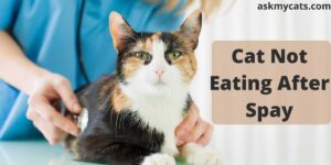 Cat Not Eating After Spay: Reasons & Solutions