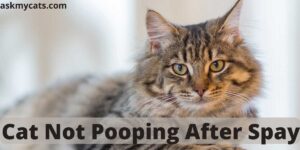 Cat Not Pooping After Spay: Reasons & Solution