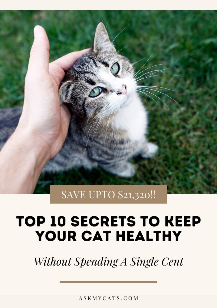 SECRETS TO KEEP YOUR CAT HEALTHY