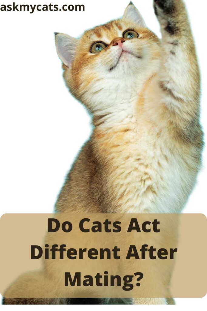 Do Cats Act Different After Mating?