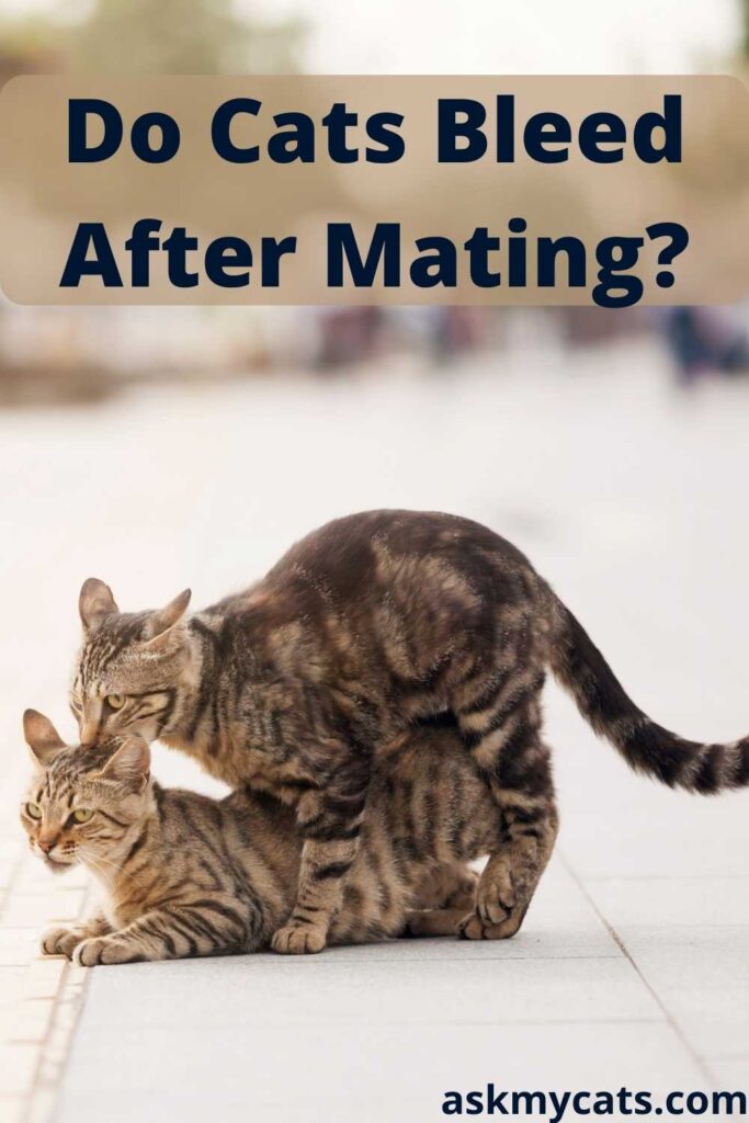 Do Cats Bleed After Mating?