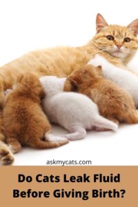My Pregnant Cat Leaking Fluid: Reasons & Solutions