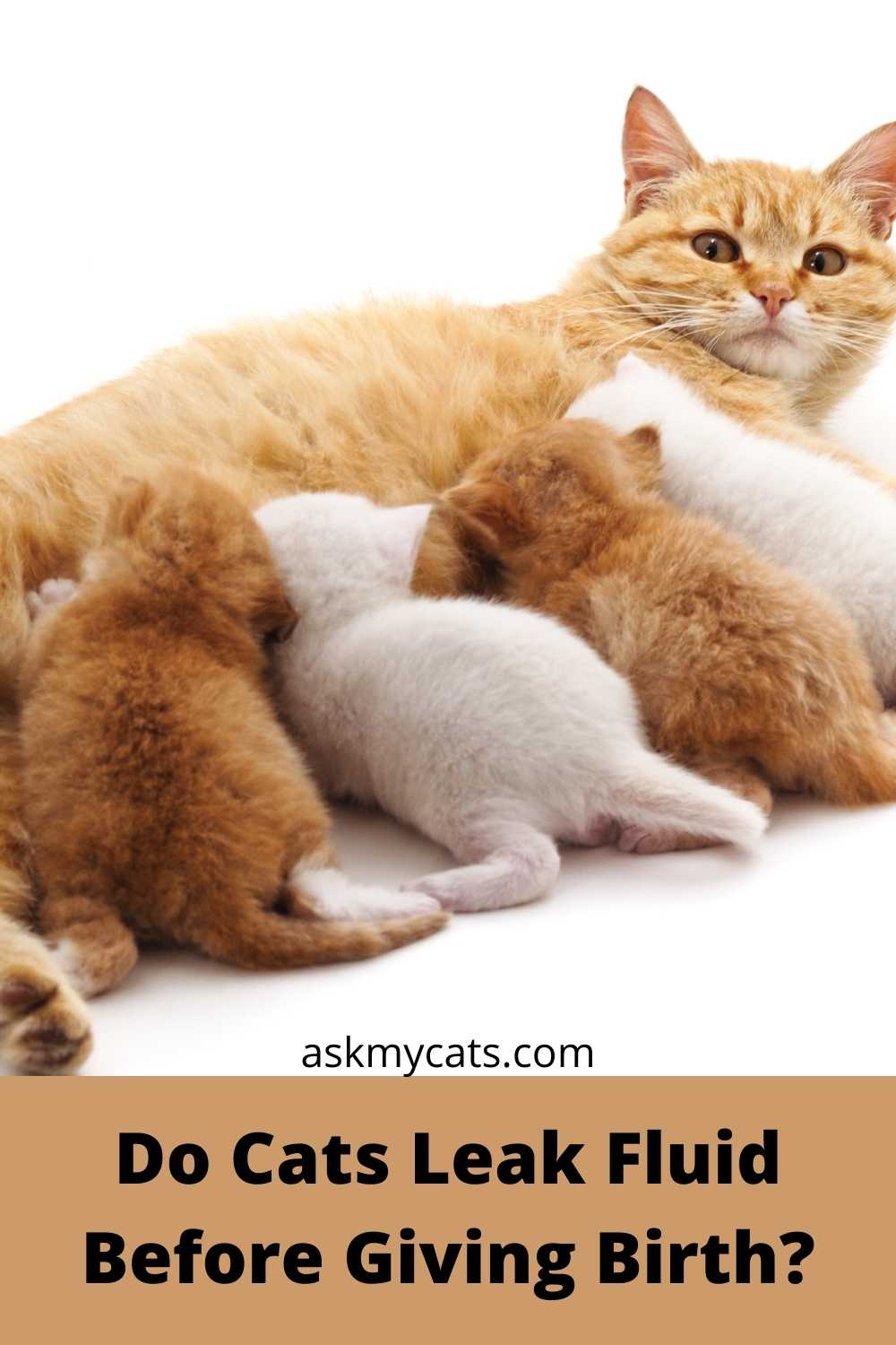 My Pregnant Cat Leaking Fluid Reasons & Solutions