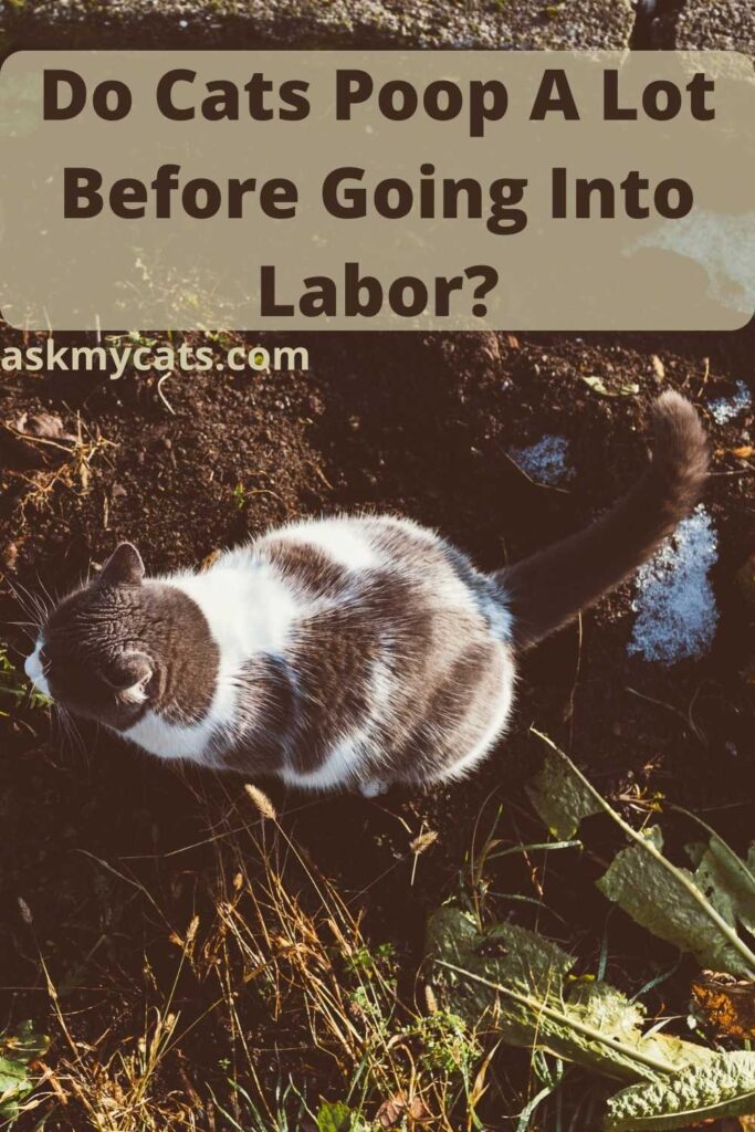 Do Cats Poop A Lot Before Going Into Labor?