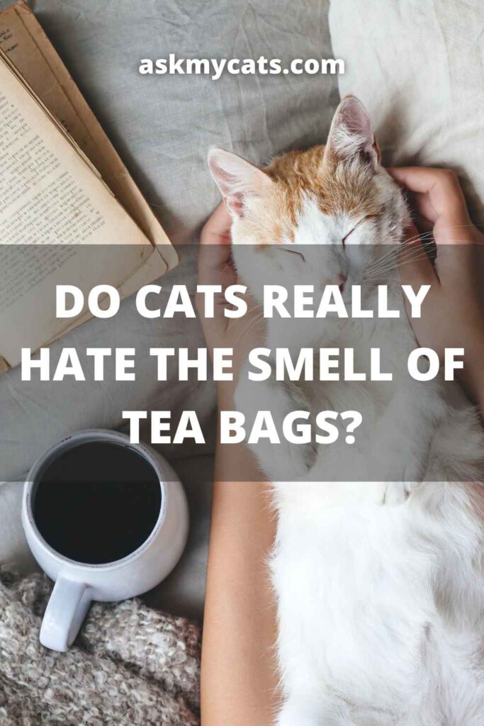 Do Cats Really Hate The Smell Of Tea Bags