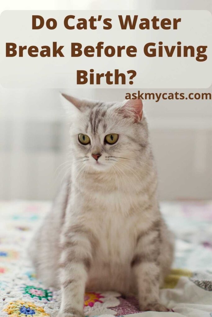 Do Cat’s Water Break Before Giving Birth?