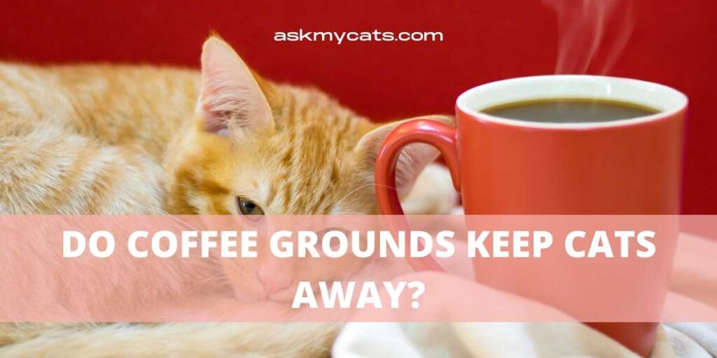 Do Coffee Grounds Keep Cats Away