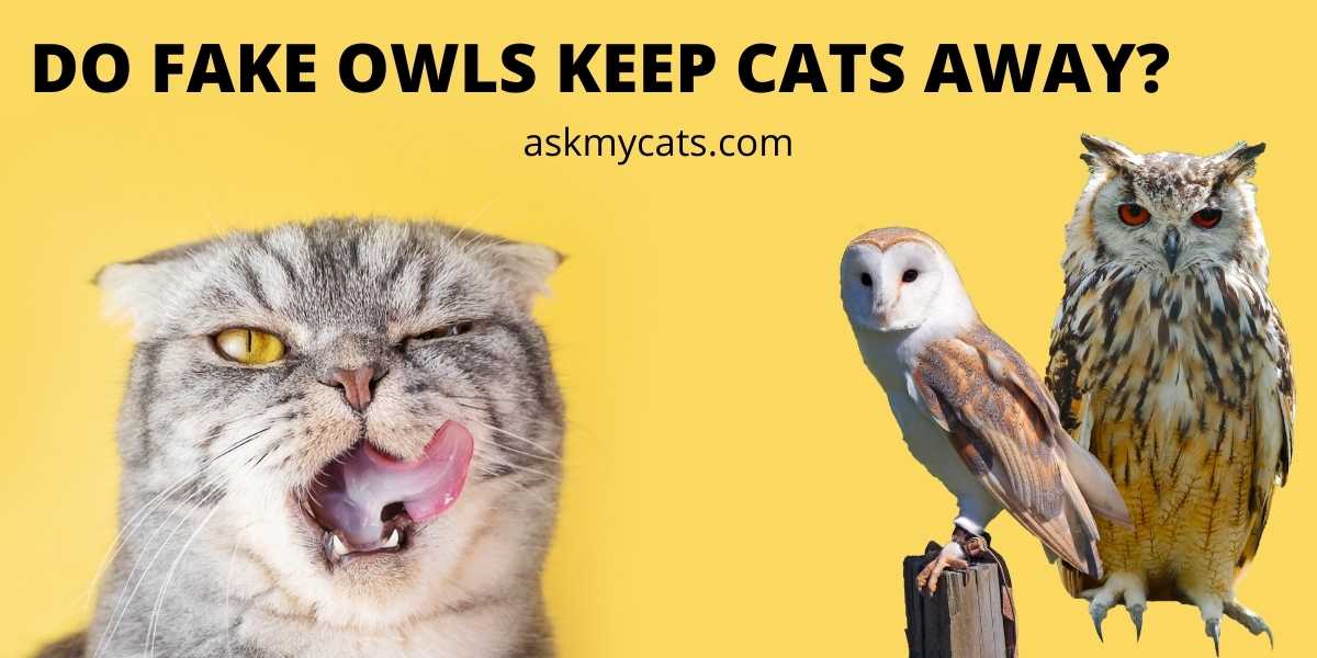 Do Fake Owls Keep Cats Away?