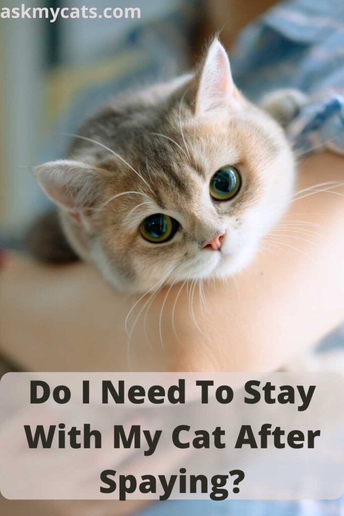 Do I Need To Stay With My Cat After Spaying?
