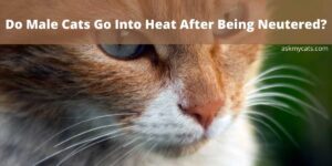Do Male Cats Go Into Heat After Being Neutered?